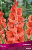 Гладиолус Крупноцветковые Венети (10/12) 10 шт