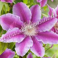 Клематис (капер) Доктор Раппел