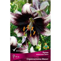 Лилия Азиатская Страччателла Ивент (14/16) 2 шт