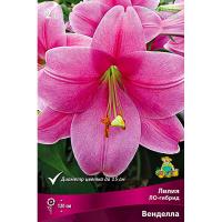 Лилия ЛО-Гибрид Венделла (14/16) 2 шт 742916