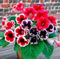 Глоксиния Аванти F1 смесь 5шт