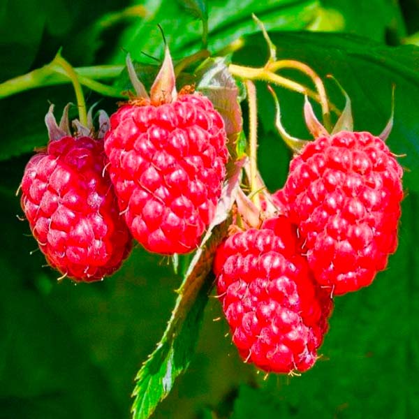 Саженцы Малина Изобильная 752944