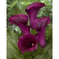 Калла Пепл Спирит (14/16) 2шт 