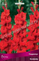 Гладиолус Крупноцветковые Бонфайр (12/14) 5 шт