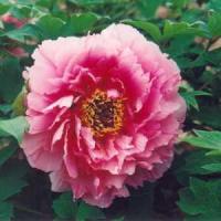 Пион древовидный Розовый Лотос