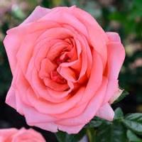 Саженцы Роза чайно-гибридная Бермуда 834799