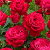 Саженцы Роза чайно-гибридная Дам де Кер 