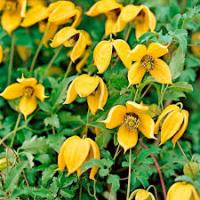 Клематис тангутский