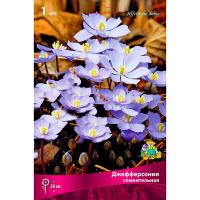 Джефферсония сомнительная (I) 1 шт 821691