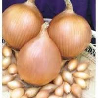 Лук-севок Стурон 1,5кг+-10%