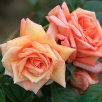 Саженцы Роза плетистая Барок