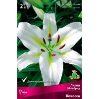 Лилия ОТ-Гибрид Кокосса (14/16) 2 шт