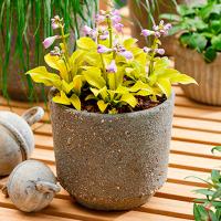 Хоста гибридная Сан Маус (I) 1шт 835346