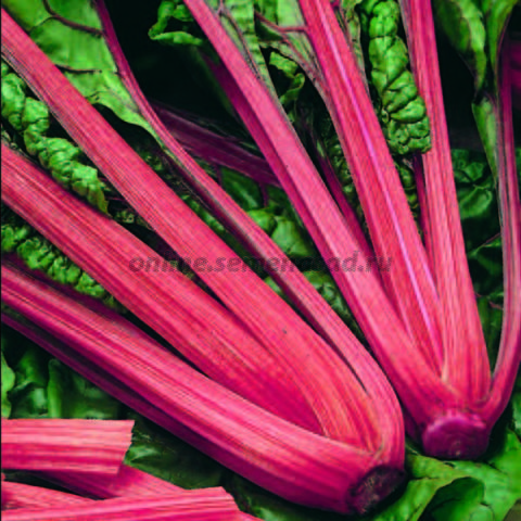 Мангольд Красный Рубин10г  Мангольд Красный Рубин10г