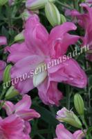 Лилия Восточная махровая Лотус Джой (14/16) 1 шт