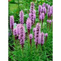 Лиатрис колосковый Флористан Вайлет (8/10) 10 шт 