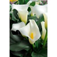Калла Элегант Свон 842365