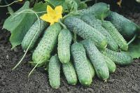 Каприс Огурец Пасамонте F1 20*10шт