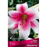 Лилия ЛО-Гибрид Триумфатор