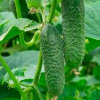 Огурец Амур F1 250шт 