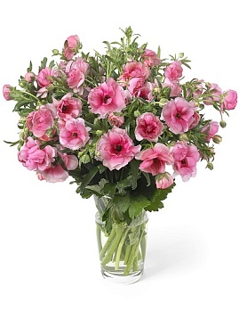 Лютик гибридный Батерфляй Гера /К 839678