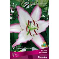 Лилия Восточная Хотлайн (14/16) 2 шт