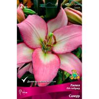 Лилия ЛА-Гибрид Самур