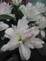 Лилия Восточная Канова (14/16) 1 шт