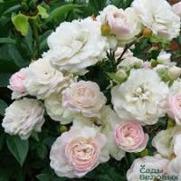 Роза почвопокровная Свани