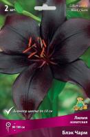 Лилия Азиатская Блэк Чарм (14/16) 10шт