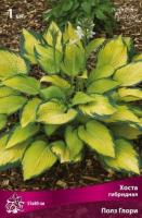 Хоста гибридная Полз Глори (I) 1 шт
