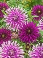 Георгины Смесь Полар Лайт