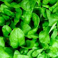 Каприс Шпинат Матадор 20*1г