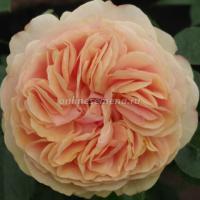 Роза чайно-гибридная Чиппендейл Голд