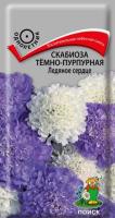 Скабиоза тёмно-пурпурная Ледяное сердце 10шт