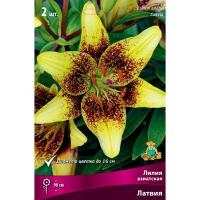Лилия Азиатская Латвия (14/16) 2шт