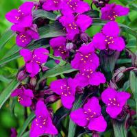 Традесканция Андерсона Ред Грейп (I)