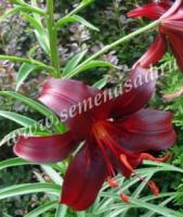 Лилия Азиатская Найт Флайер (14/16) 2 шт