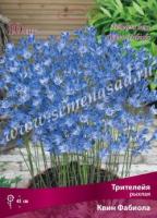 Трителейя рыхлая Квин Фабиола