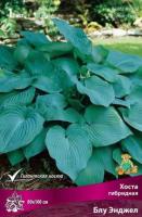 Хоста гибридная Блу Энджел (I) 1 шт 