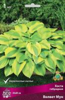 Хоста гибридная Велвет Мун (I) 1 шт 