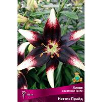 Лилия Азиатская Танго Неттис Прайд (14/16) 2 шт