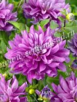 Георгина декоративная Блутифул (I) 1 шт 