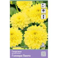 Георгина декоративная Гэллери Пинто (I) 1 шт 842172