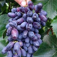 Саженцы Виноград Памяти Джинеева (Аадемик)