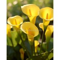 Калла Монте Карлоо (14/16) 2шт 