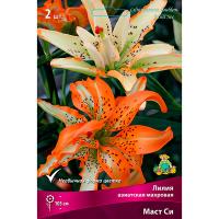 Лилия Азиатская махровая Маст Си (14/16) 2 шт