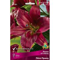 Лилия ОТ-Гибрид Пепл Принц (14/16) 2 шт