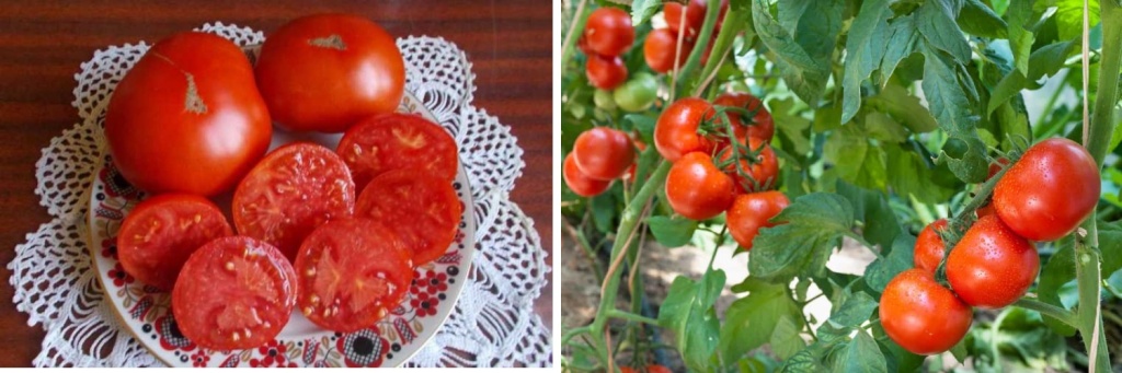 монгольский карлик.jpg монгольский карлик.jpg