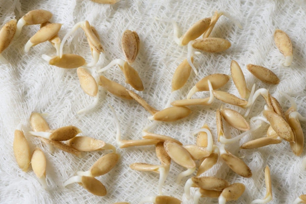 Работы на огороде в феврале Работы на огороде в феврале